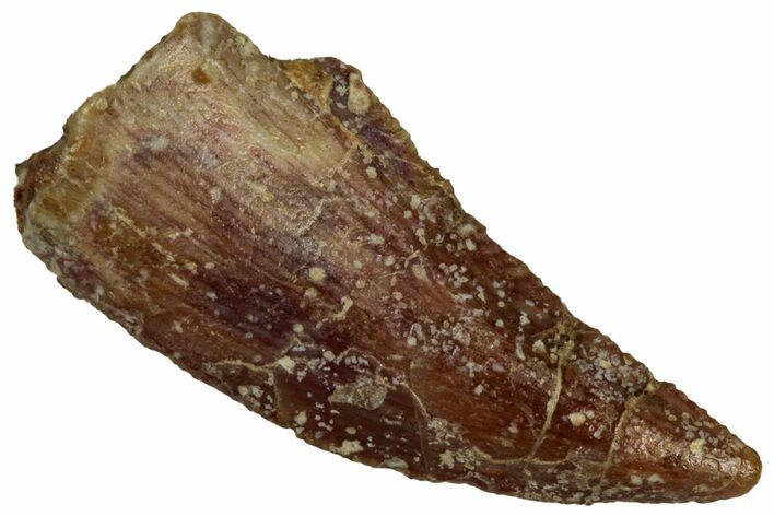 Serrated Raptor Tooth - Real Dinosaur Tooth #300903